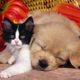 1600cat_11001_thumb_118.jpg