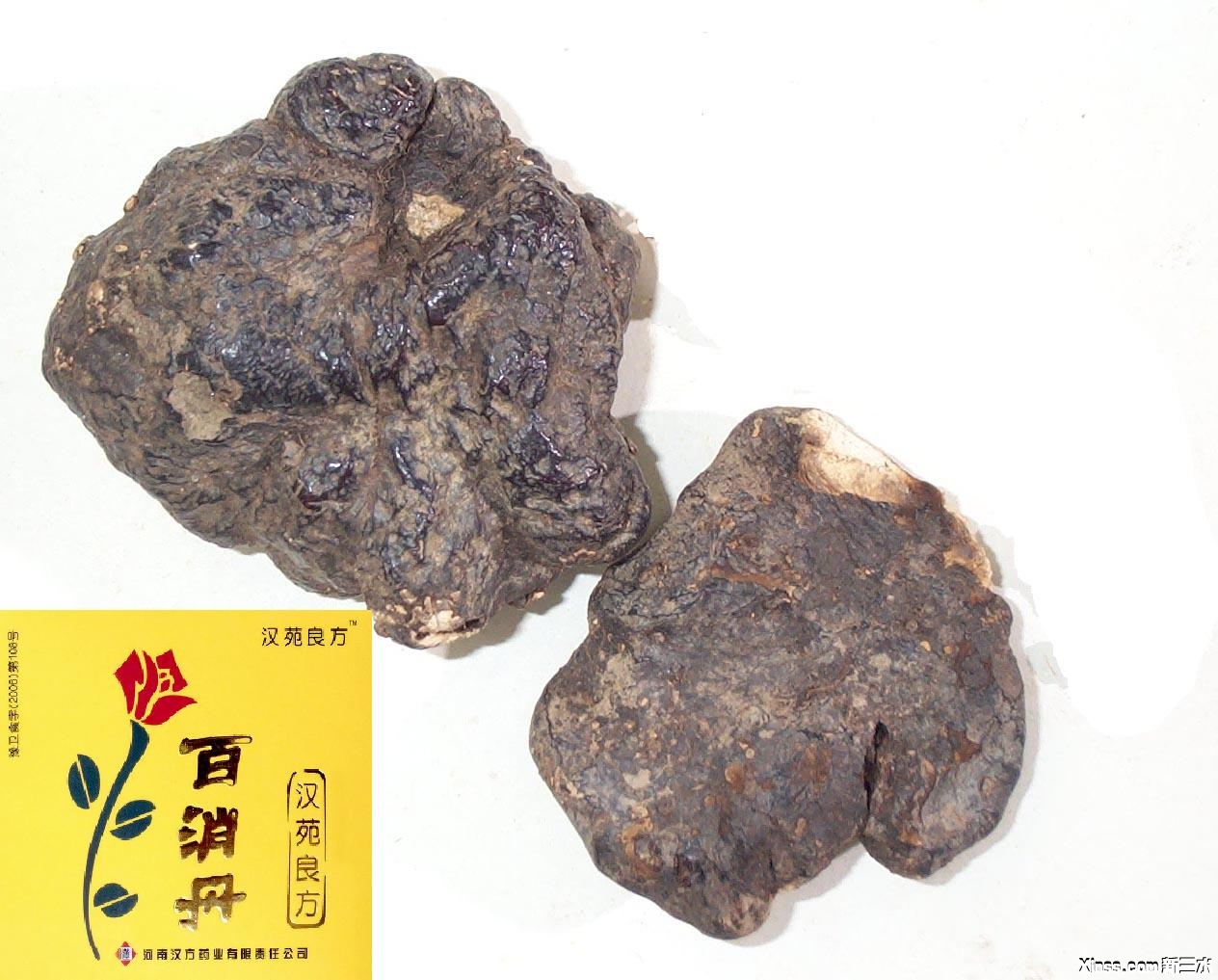 茯苓-1.JPG