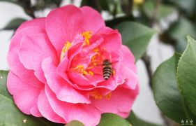 �軨���۷������