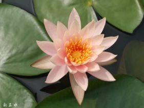 ��ϲ���Ų���������ˮ�ɻ�����ʢ�ŵĺɻ�������