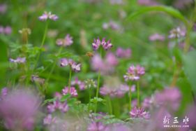 �����粽��Ұ���Σ������й����Ͳ˻���