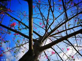 ������ո߹��ҵ��Ρ�������