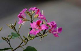 ����С���