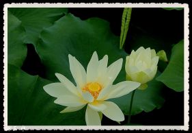 ��һ��ɺ���