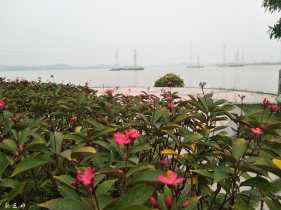 �ƶ����𻨵�