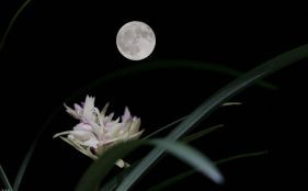 ������Բ