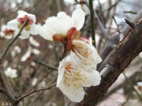 ����÷�عŵ�ʢ�ŵ��ӻ�÷��������