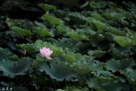 ����һ��ɻ�ʢ��ʱ