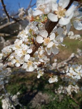 �ӻ�������Сɼ���������