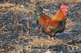 ����������ˮ