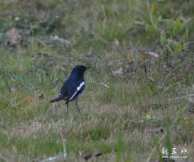 ����һֻСС��