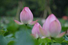 �ɻ�һ�飬����һ�������