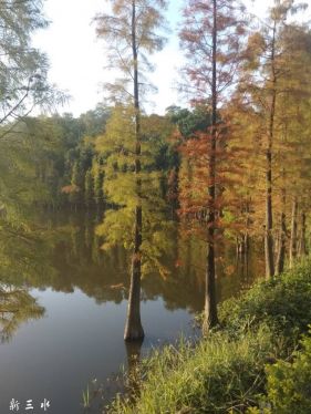 ��ˮɭ�ֹ�԰ԧ�����ˮɼ������Ī�ε��ͻ�������