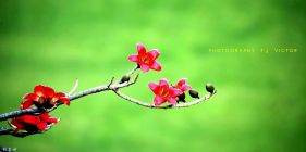 ������ˮ